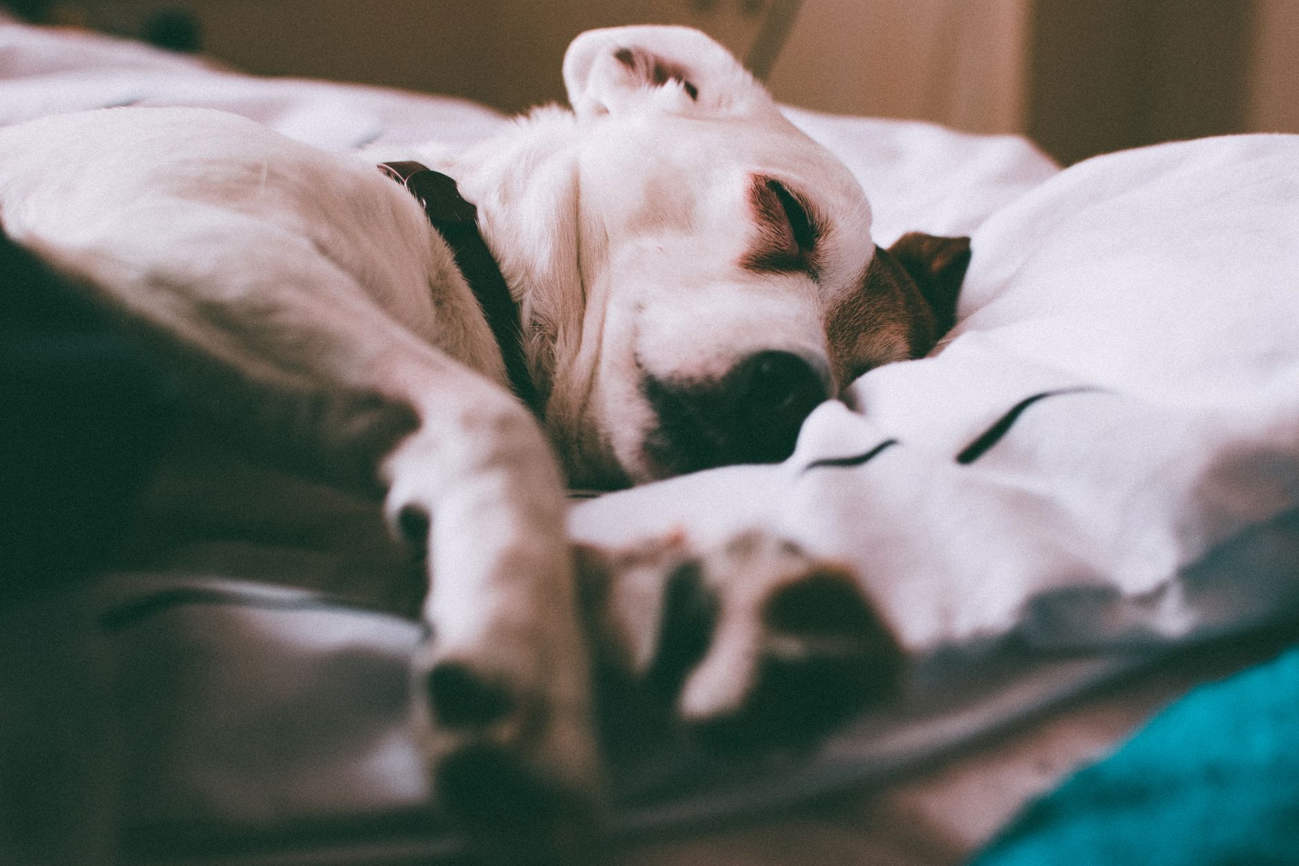 Hond slaapt vredig op een zacht hondenkussen
