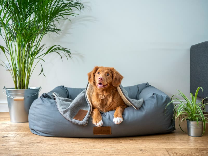 Hond rustig in zijn bench thuis