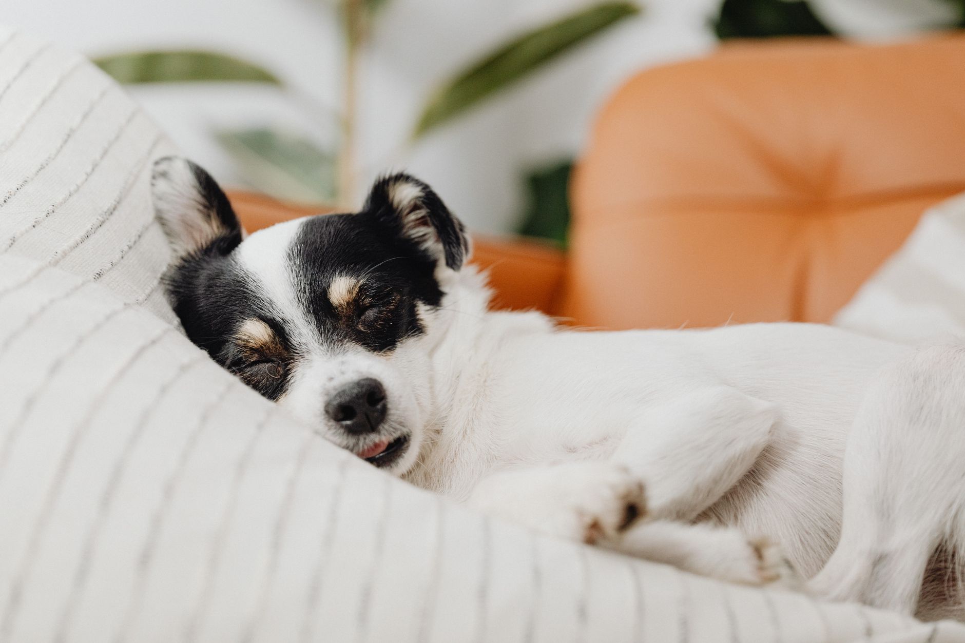 Hond slaapt ontspannen op een zacht hondenkussen