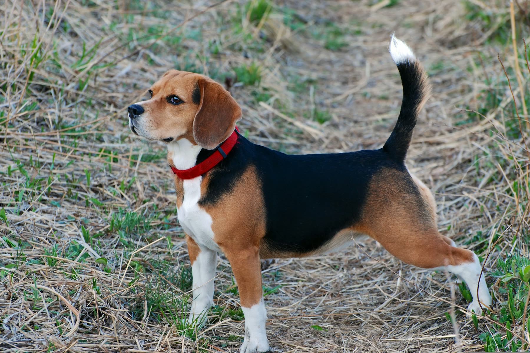 Driekleurige beagle met rode halsband staat alert in een droog grasveld