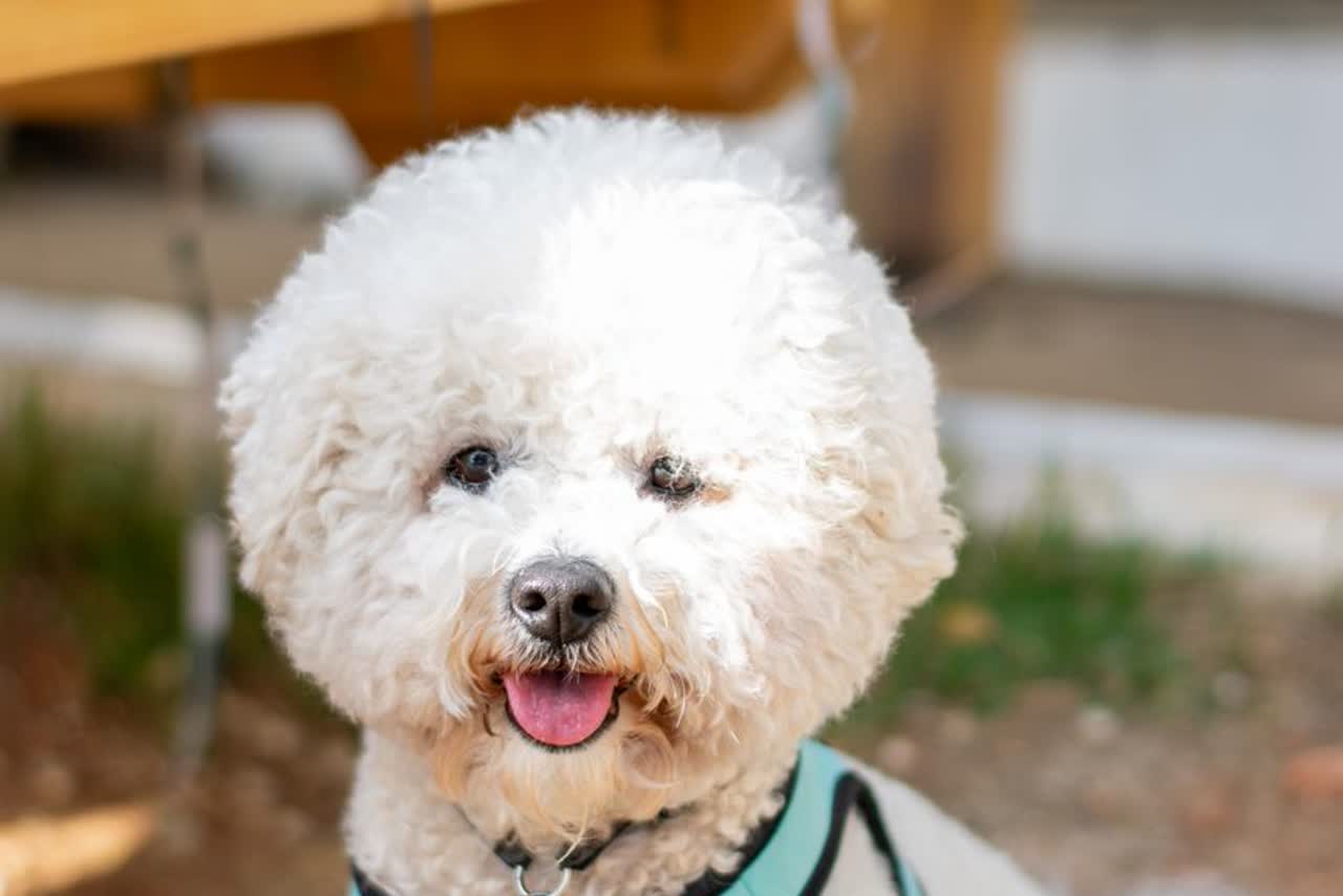 Een witte bichon frisé met een krullende vacht en een tuigje kijkt vrolijk in de camera