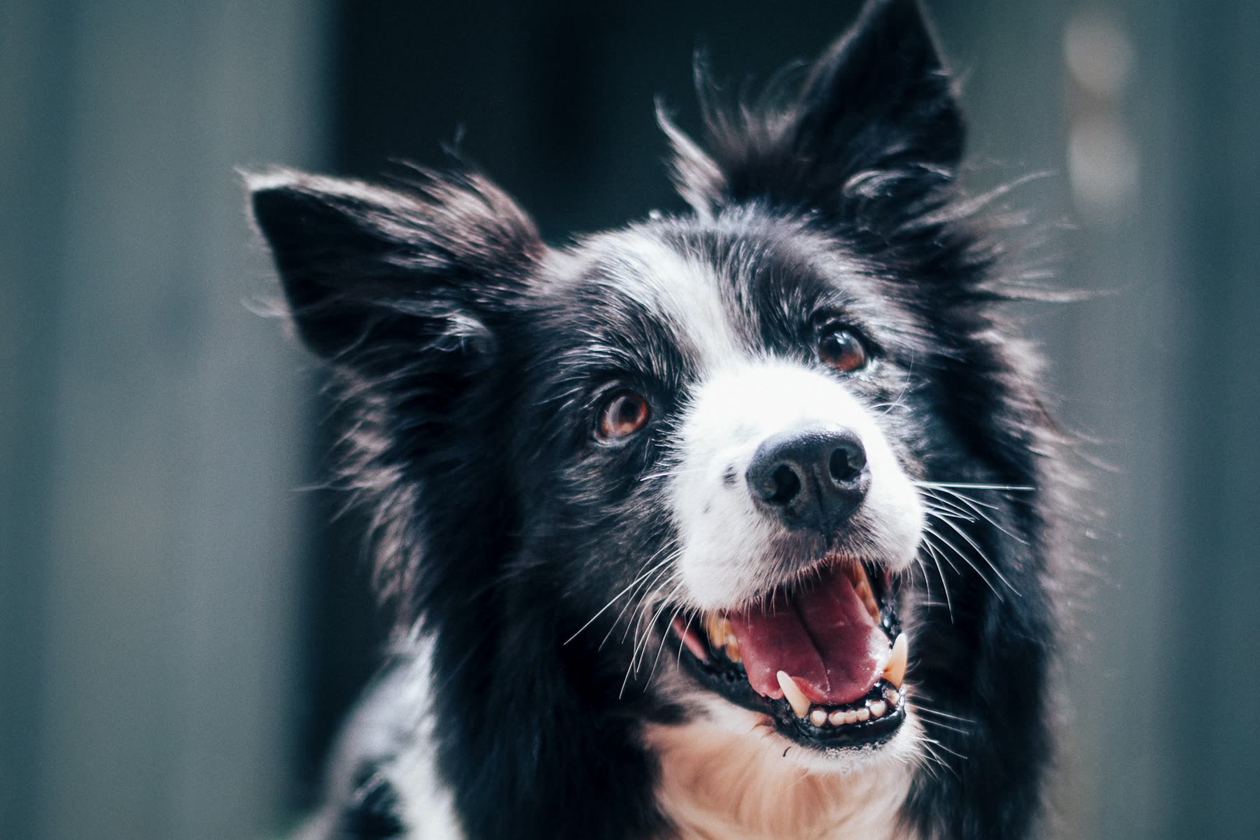 Zwart-witte border collie kijkt vrolijk opzij met open bek