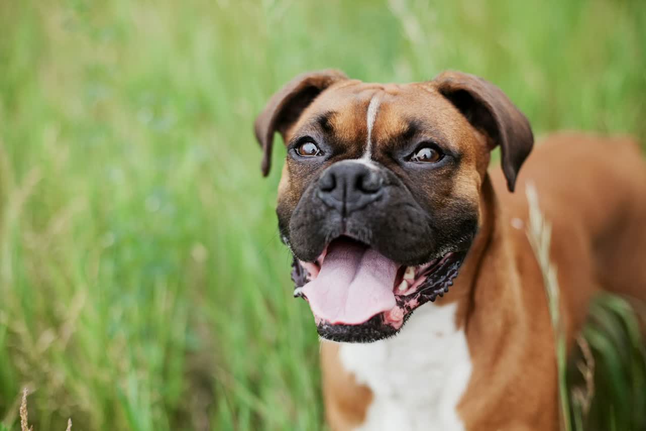 Een boxer met roodbruine vacht en witte bef staat met open bek in het hoge gras
