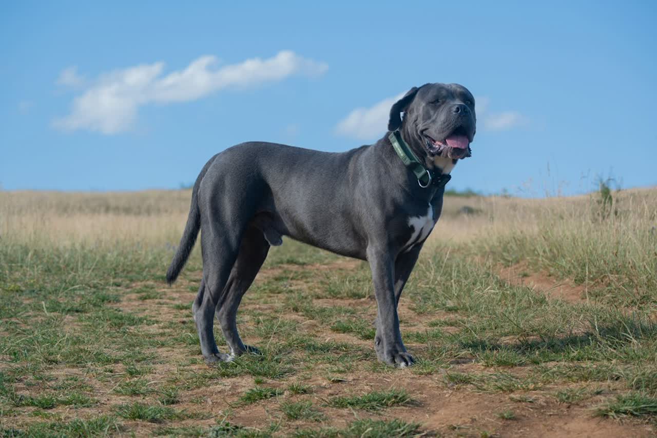 Een grijze cane corso met natuurlijke oren staat in een grasveld onder een blauwe lucht