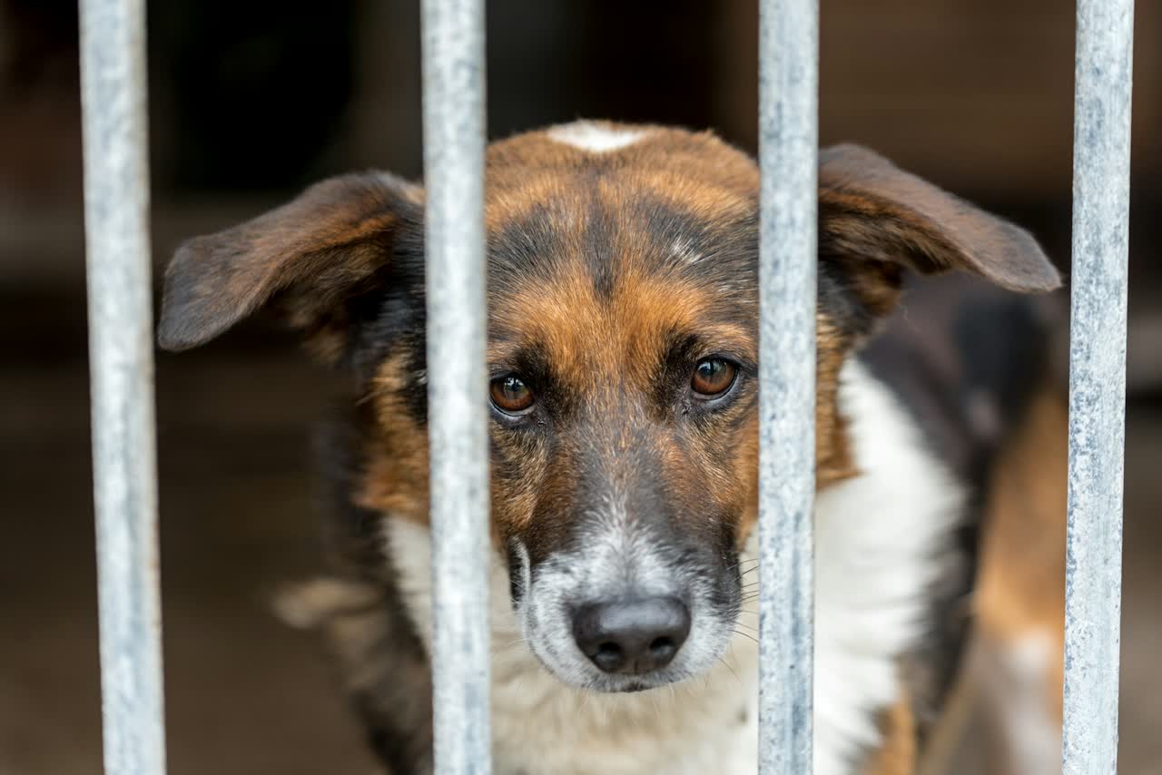 Bruin-witte hond kijkt tussen de spijlen van een hek in een asiel