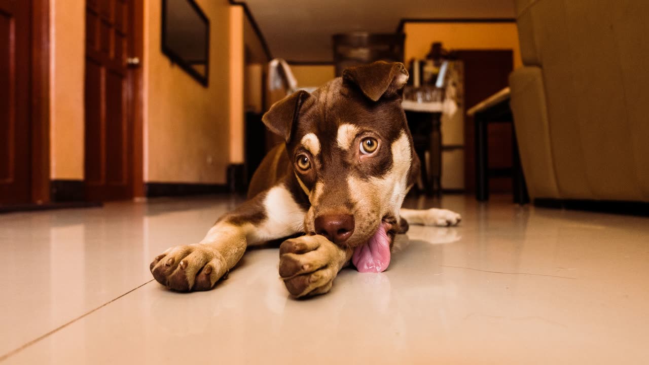 Bruine hond likt aan zijn voorpoot