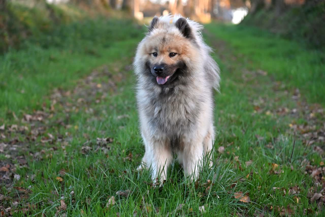 Een wolfsgrijze keeshond staat lachend op een grasweg tussen de bomen
