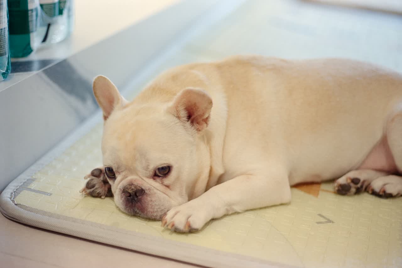 Crèmekleurige Franse bulldog ligt uit te rusten op een mat