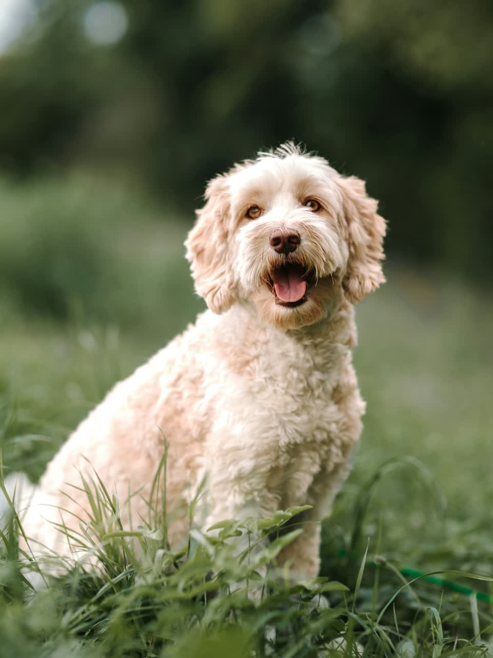 Crèmekleurige labradoodle met krullende vacht zit met open bek in het hoge gras