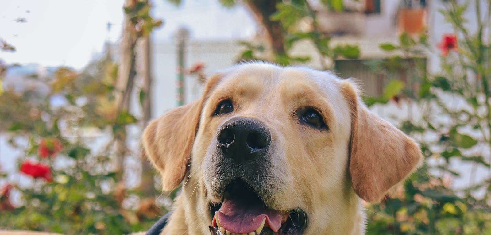 Blonde labrador met tuigje kijkt vrolijk op tussen de tuinplanten