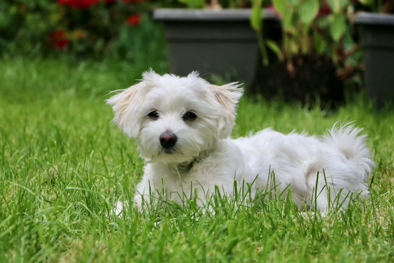 Witte maltezer ligt in het gras van een tuin