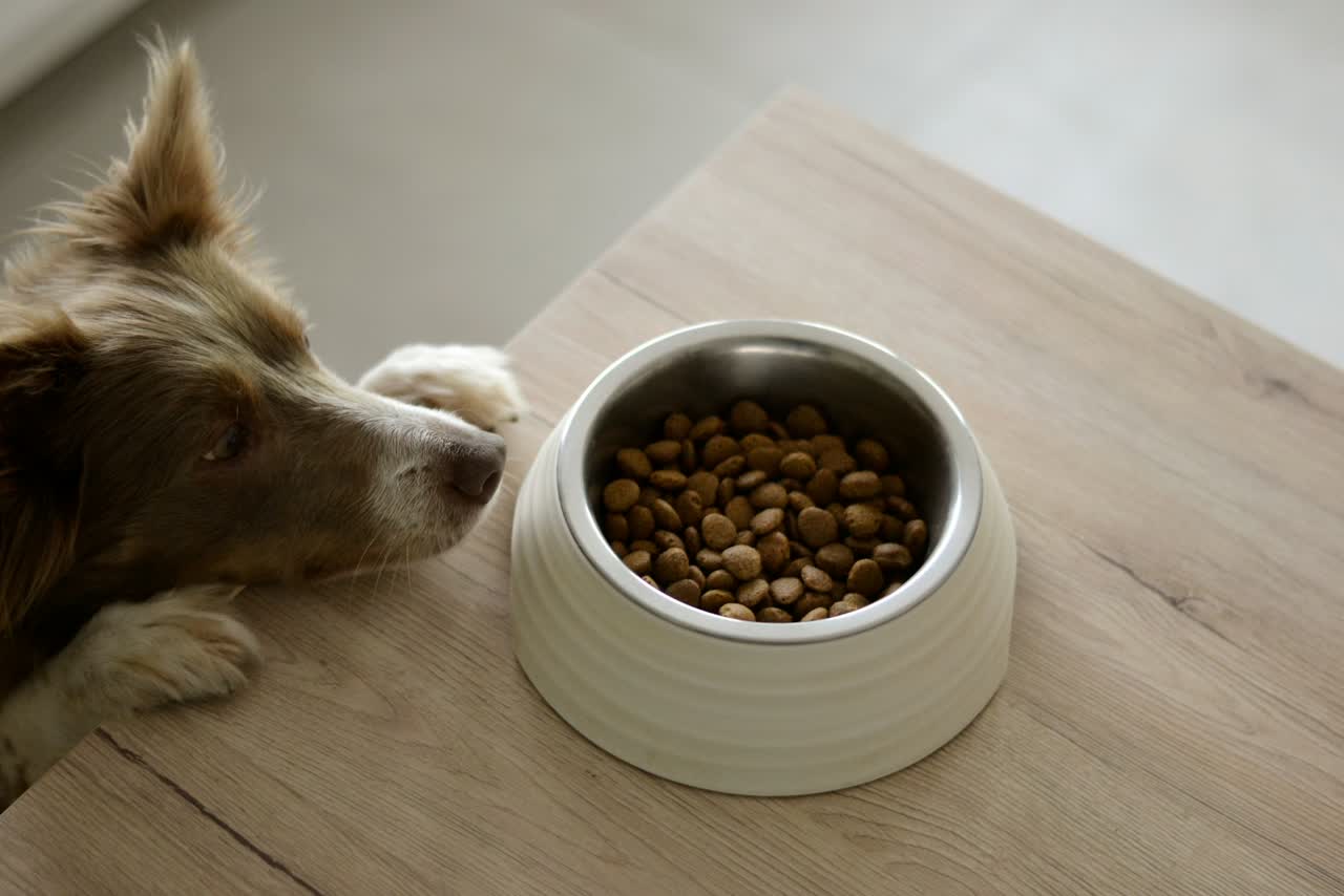 Bruin-witte hond kijkt naar een bak droogvoer op een houten tafel