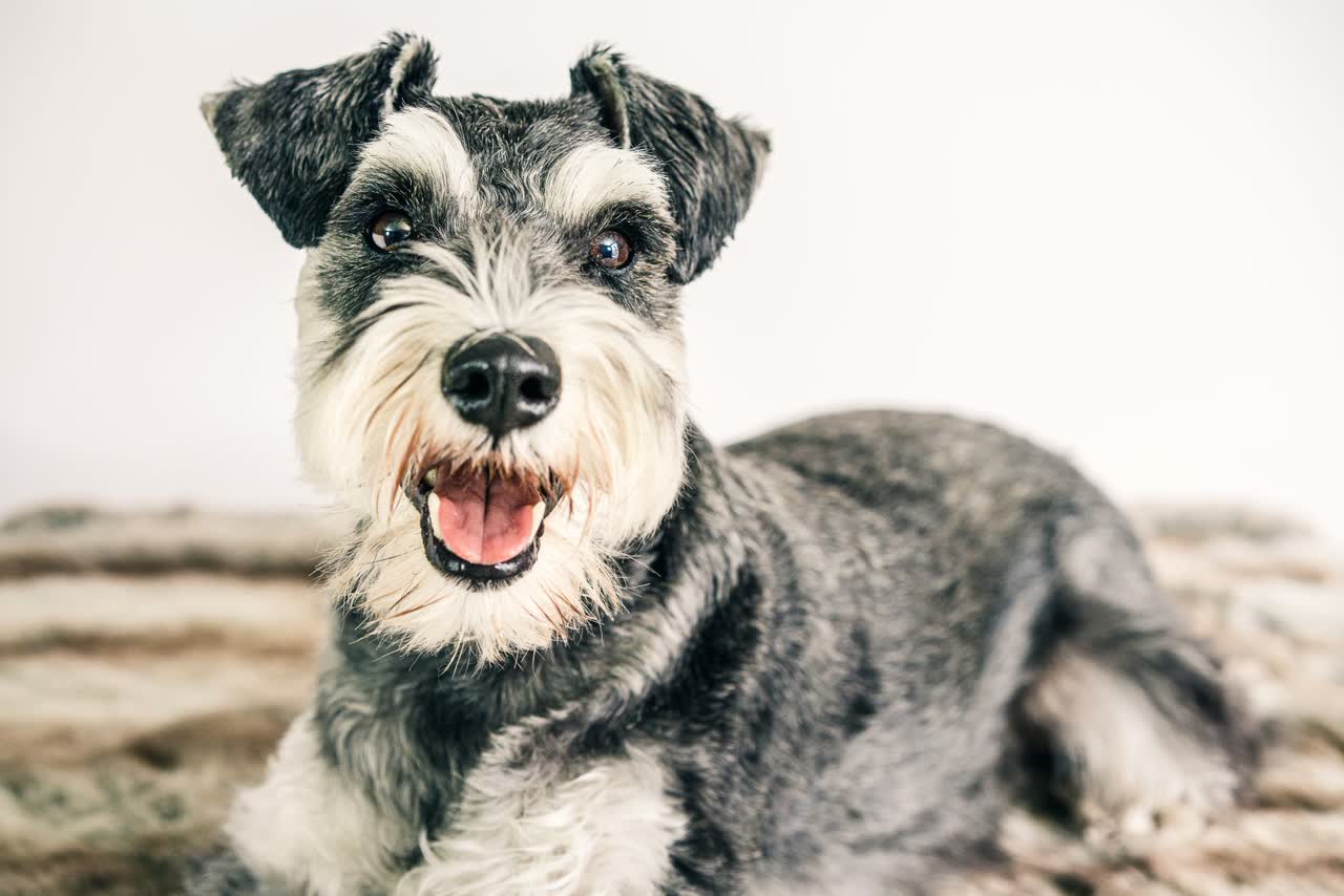 Een peper-en-zoutkleurige schnauzer met baard ligt ontspannen op een kleed