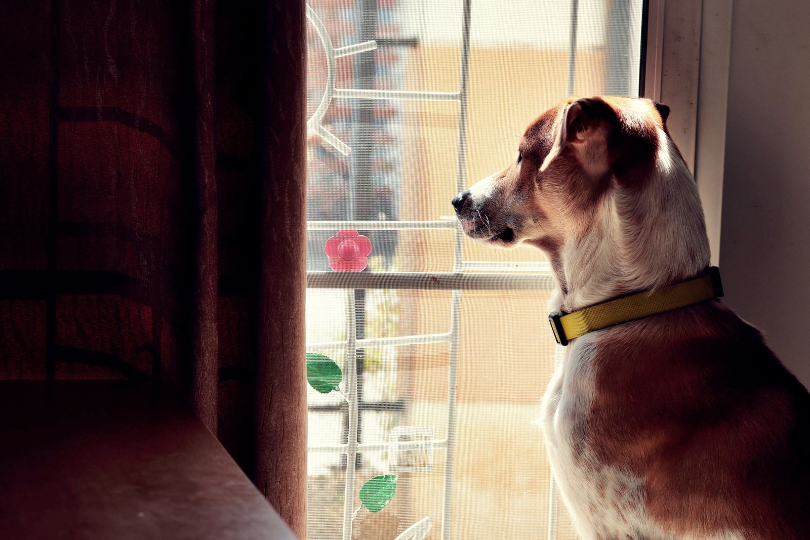 Hond kijkt thuis door het raam naar buiten