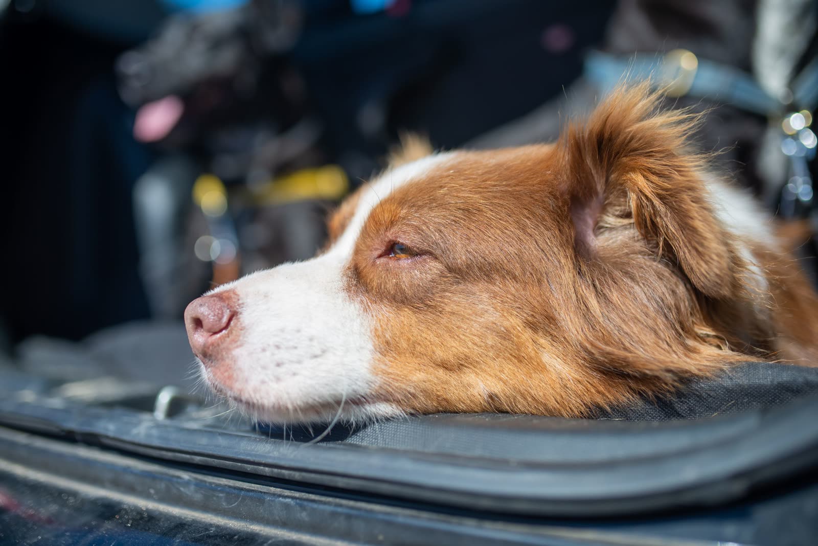 Hond zit in de auto en kijkt uit het raam, klaar voor vertrek