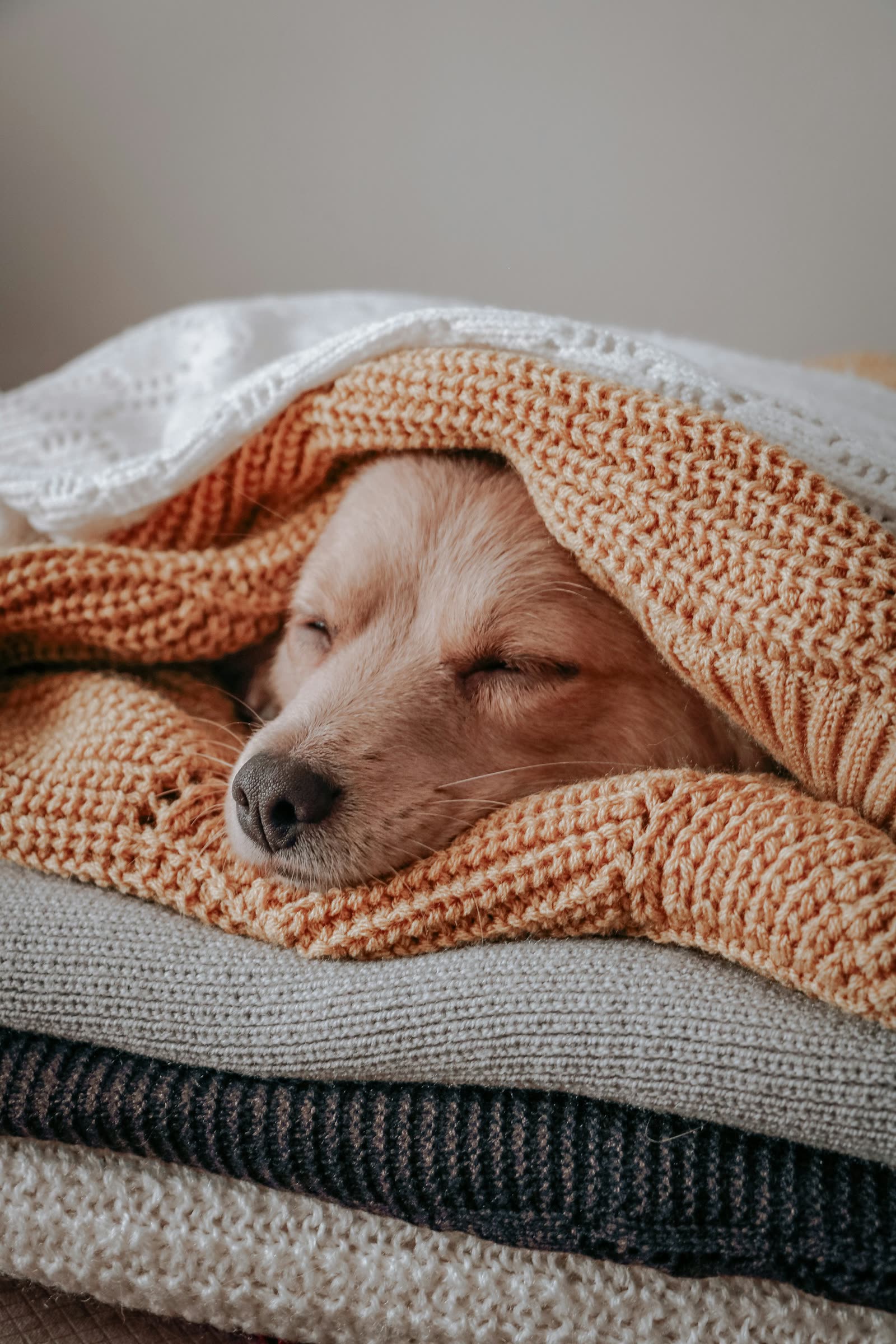 Golden retriever puppy's samen in een bench