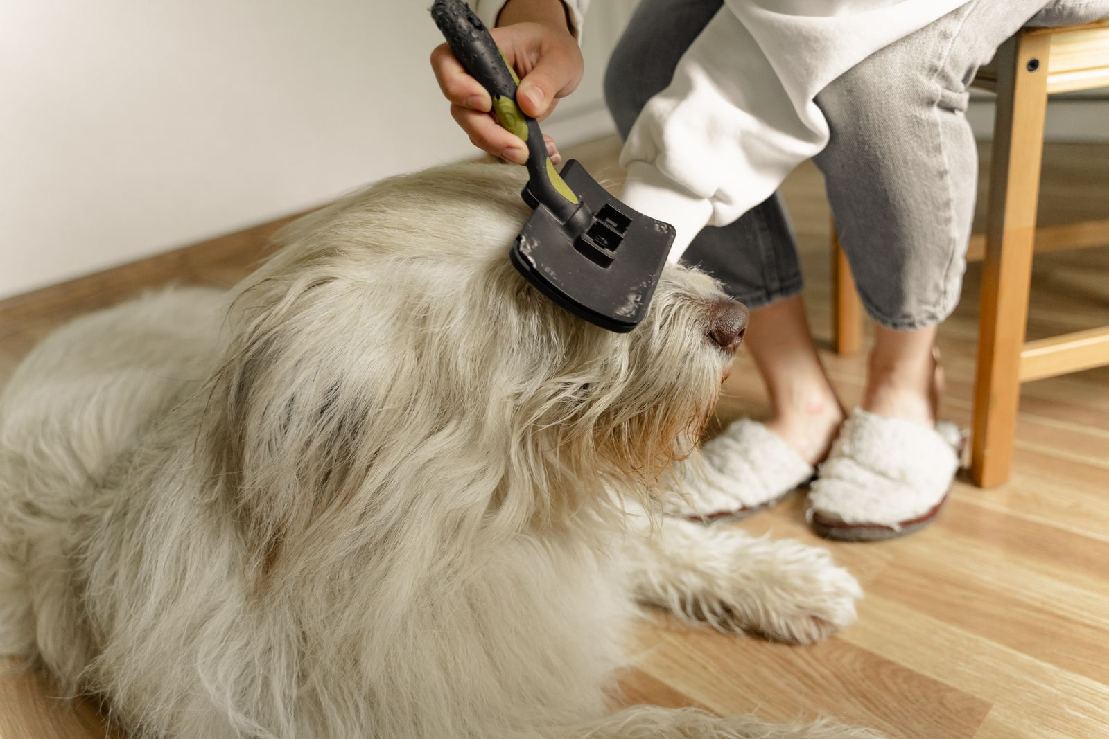 Hond wordt binnen geborsteld met een borstel