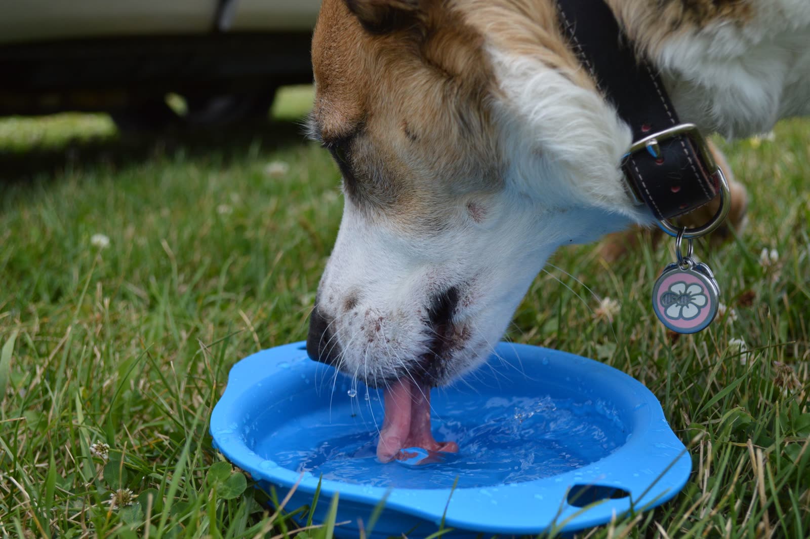 Hond drinkt buiten water