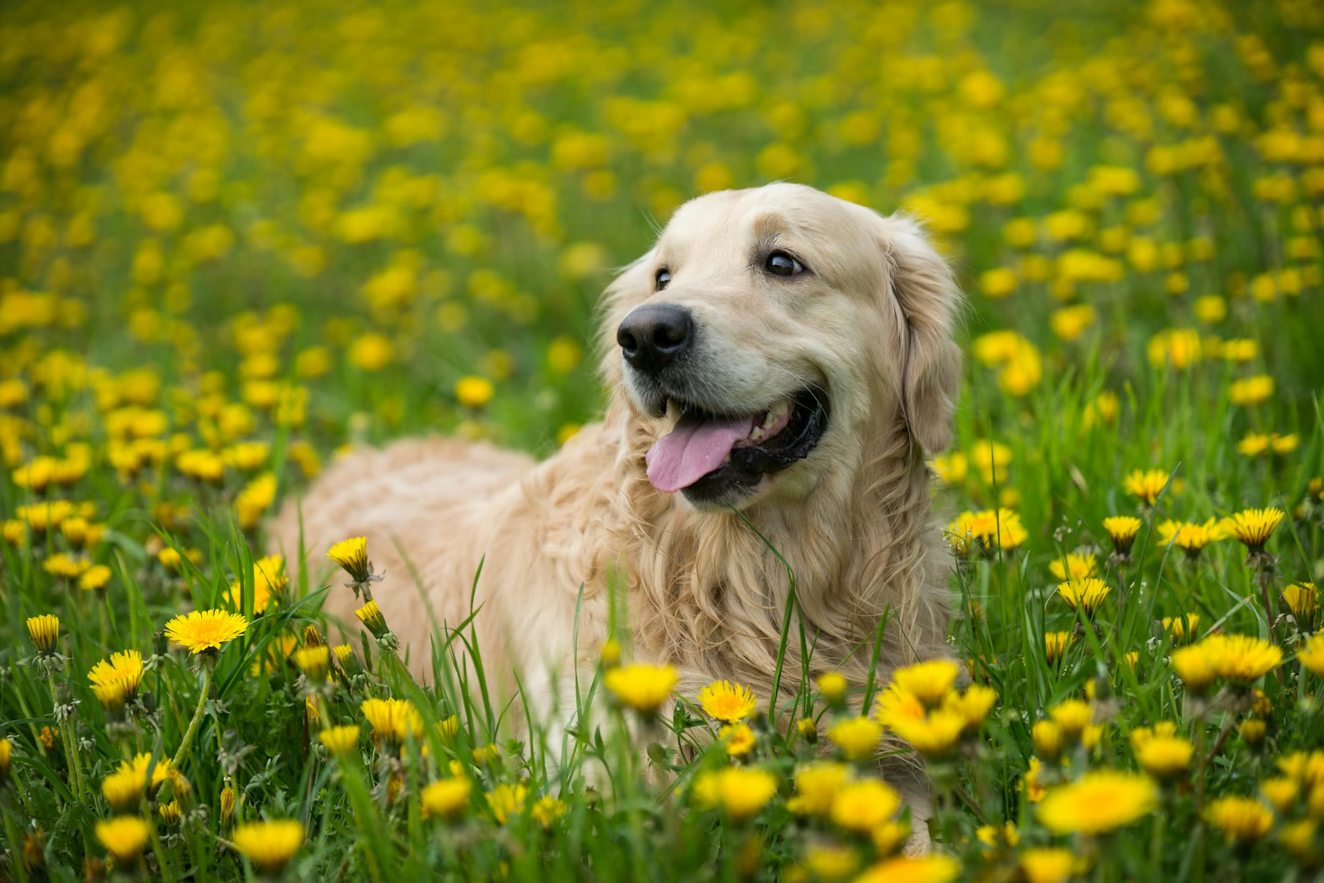 Golden retriever ligt met open bek tussen gele paardenbloemen in het gras