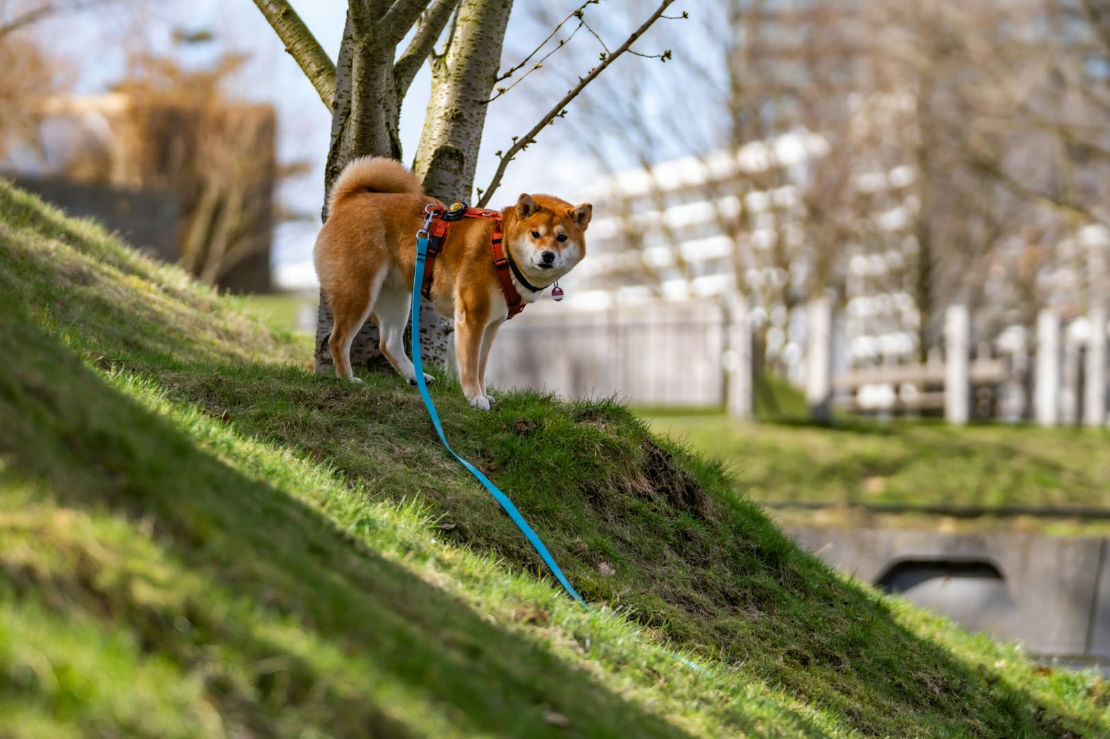 Hond wandelt aan de lijn door een zonnig park
