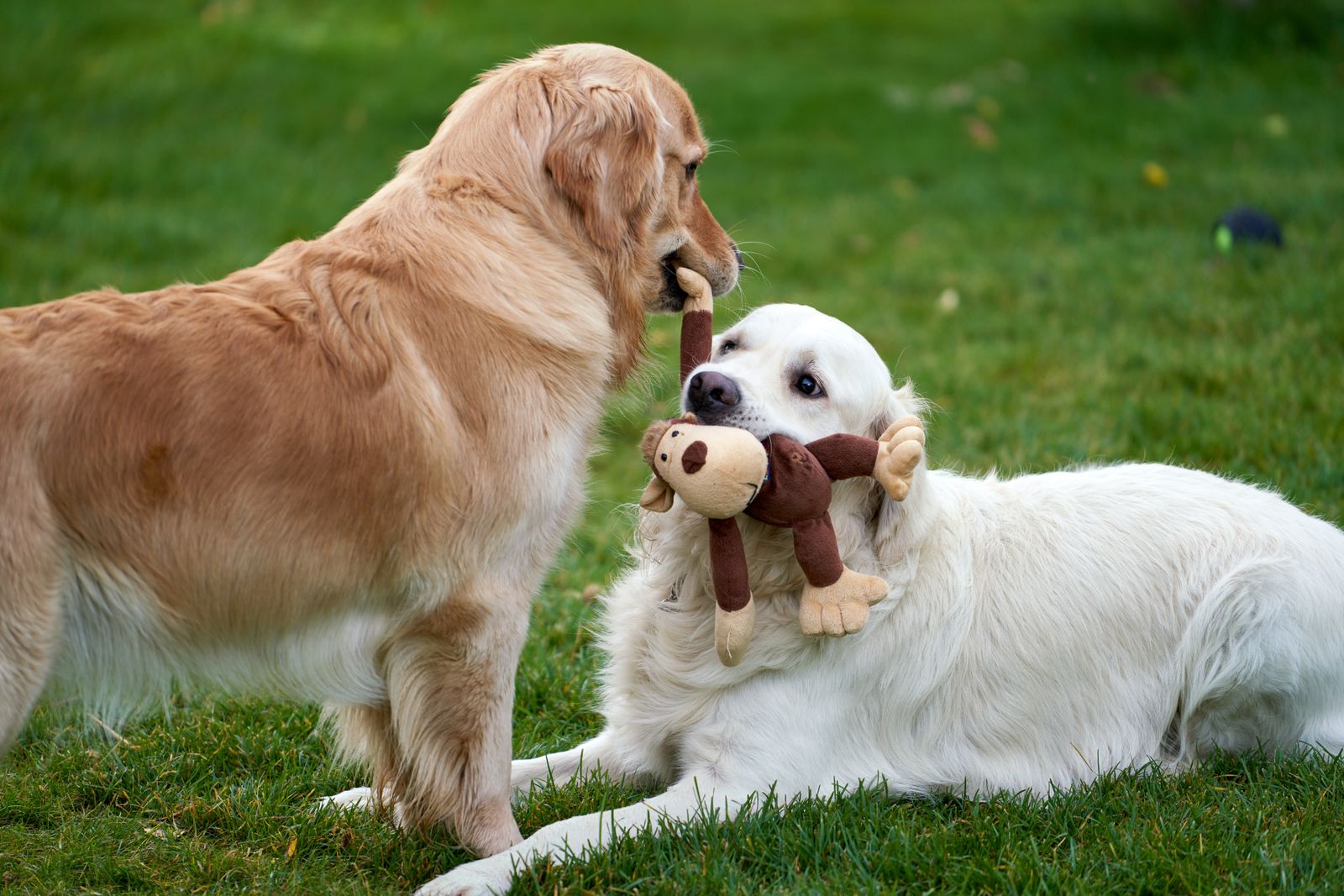 Twee golden retrievers spelen met een speeltje in het gras