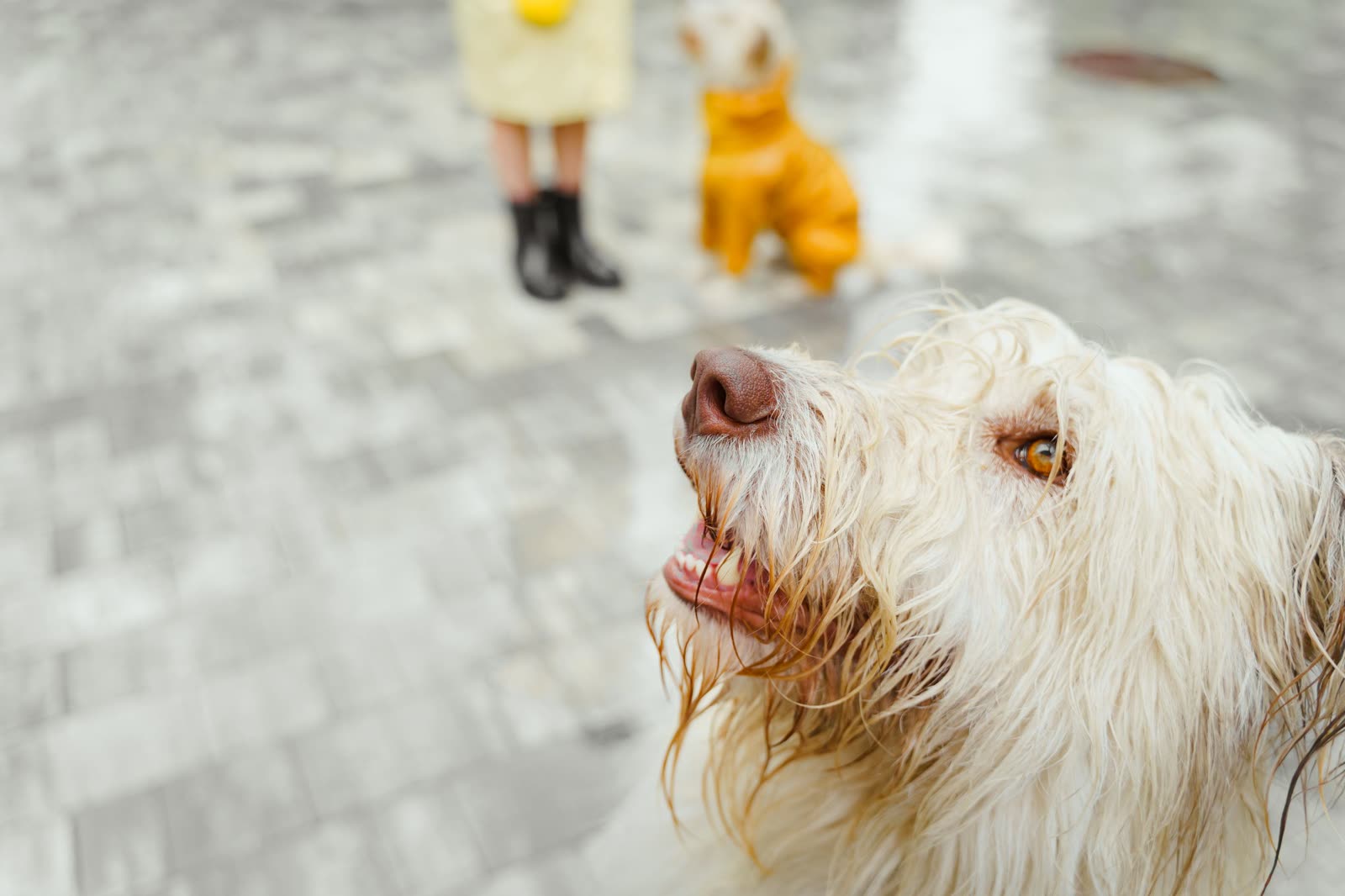 Natte hond schudt zich uit aan het water