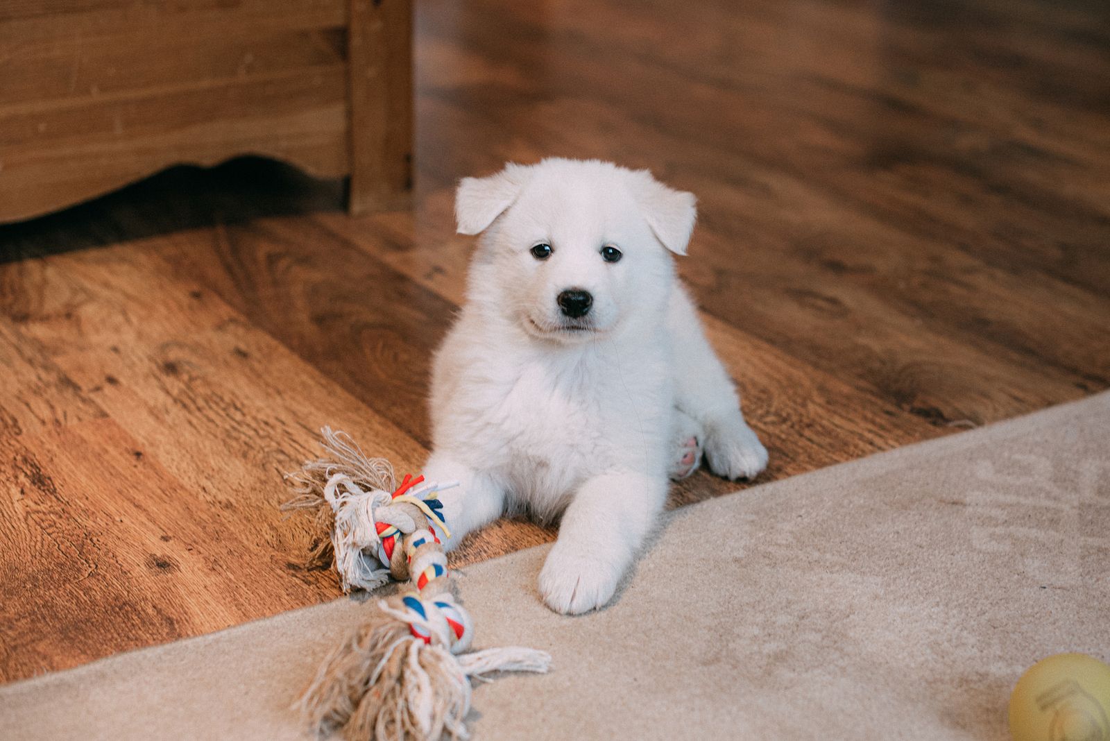 Samojeed-puppy ligt op de houten vloer