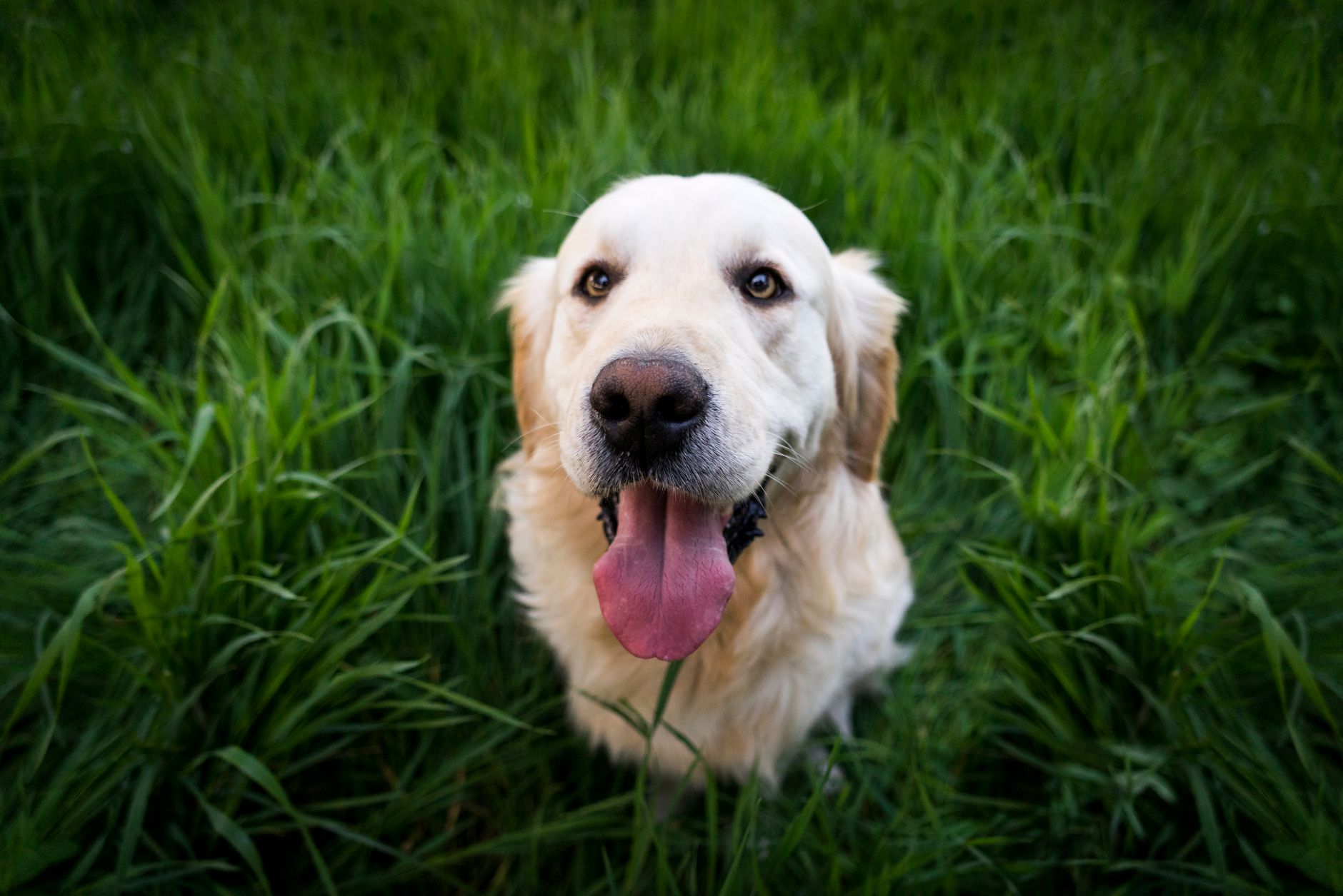Labrador retriever geniet van een zonnige dag in het groen