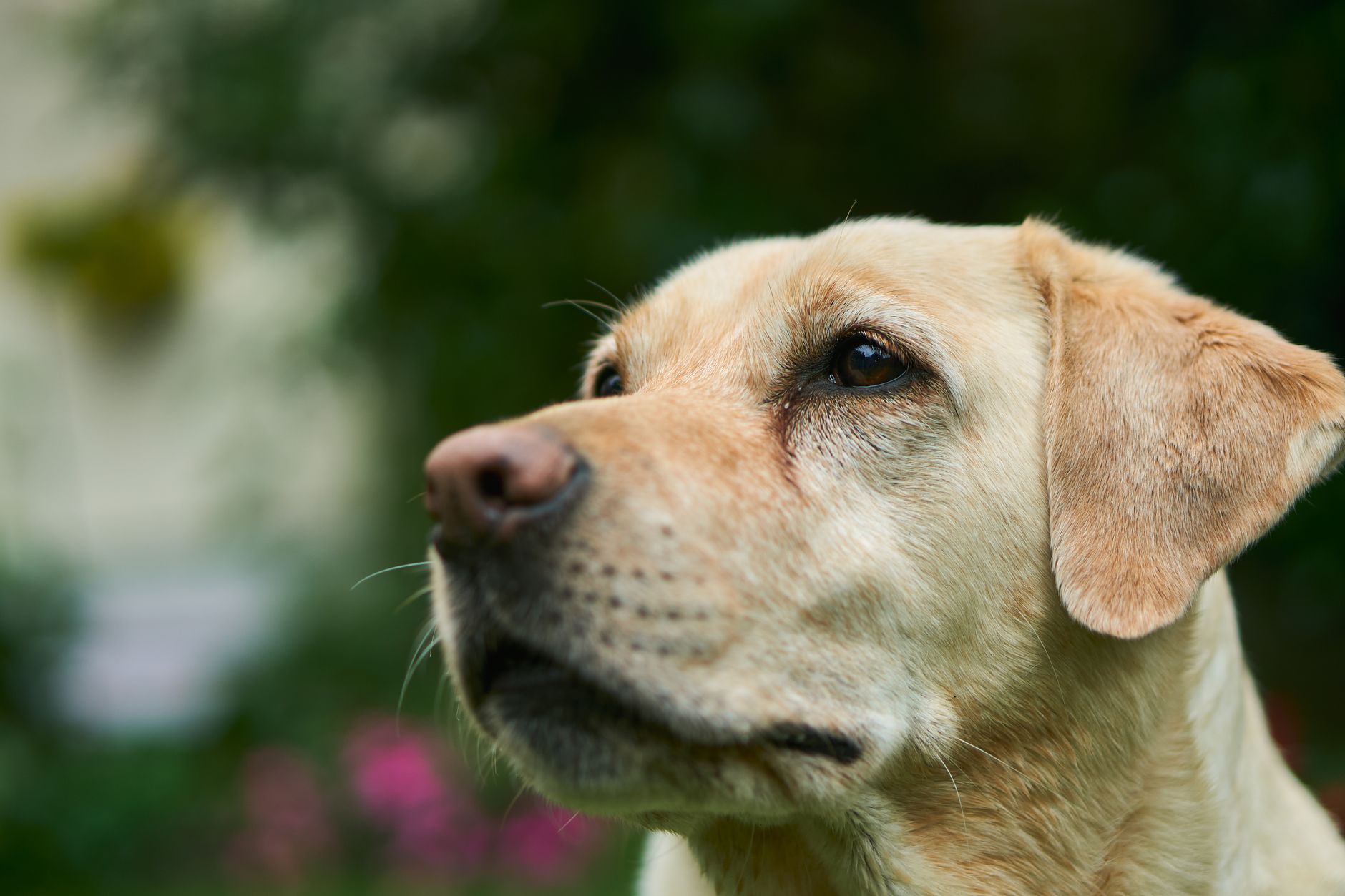 Labrador portret — de hond van Katleen