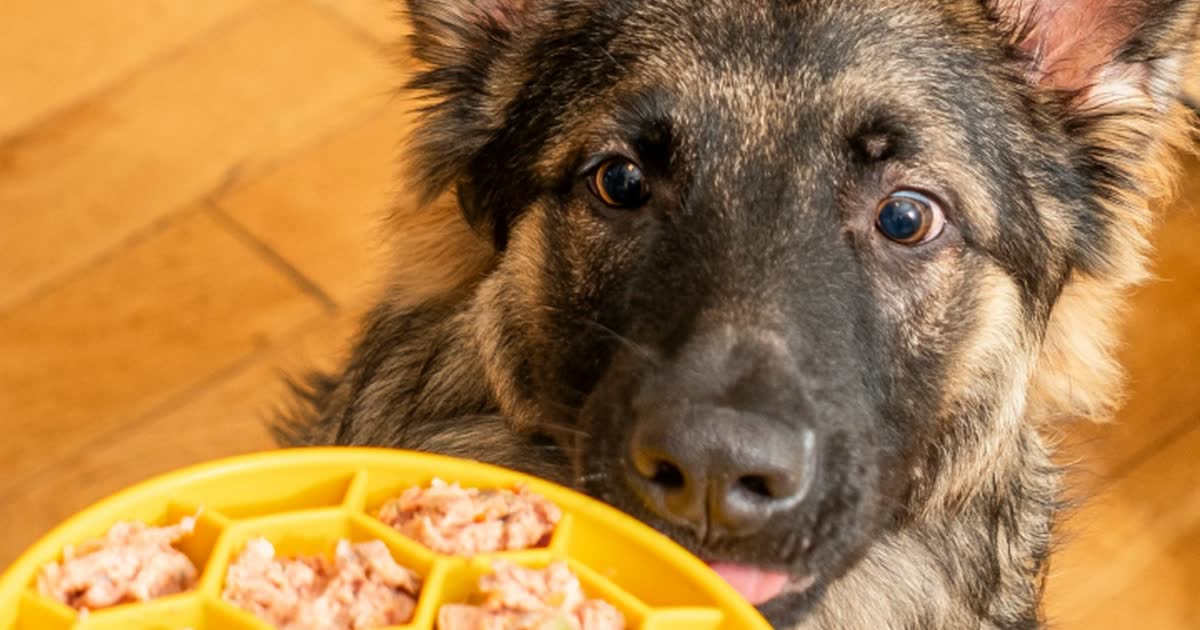 Jonge Duitse herder kijkt naar een bak rauw voer van Bella & Duke