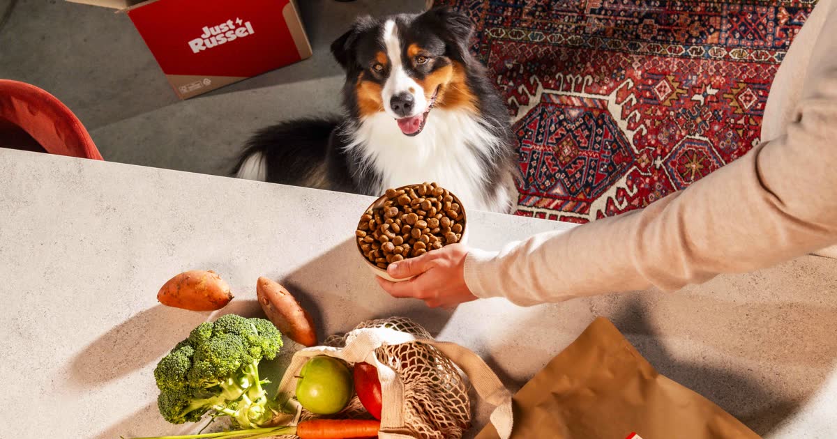 Australian shepherd wacht op een bak Just Russel-brokken naast verse groenten, met de bezorgdoos op de achtergrond