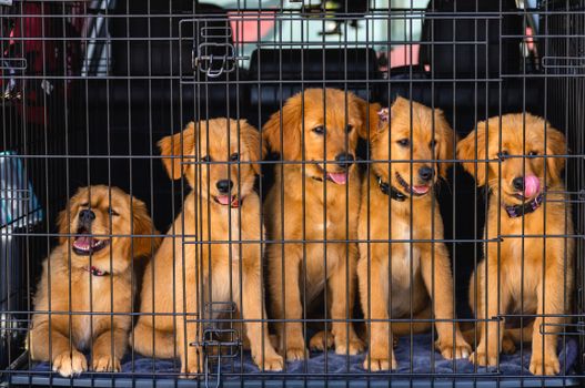 Metalen draadstalen bench voor honden