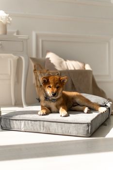 Luxe memory foam hondenkussen met hoge randen