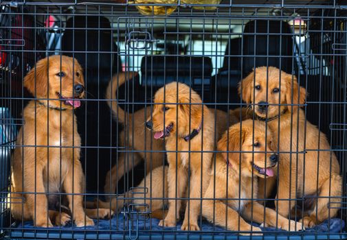 Budget opvouwbare autobench voor honden